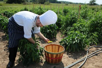 Chef Justin Johnson picks banana peppers in the garden at UW Health Partners Watertown Regional Medical Center. (Photo from the Milwaukee Journal-Sentinel)