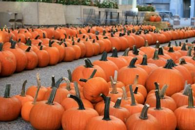 Sekapp Orchard brought 800 pumpkins to the plaza in downtown Rochester. 